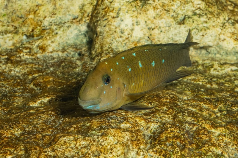 Spathodus marlieri 'Kagunga'